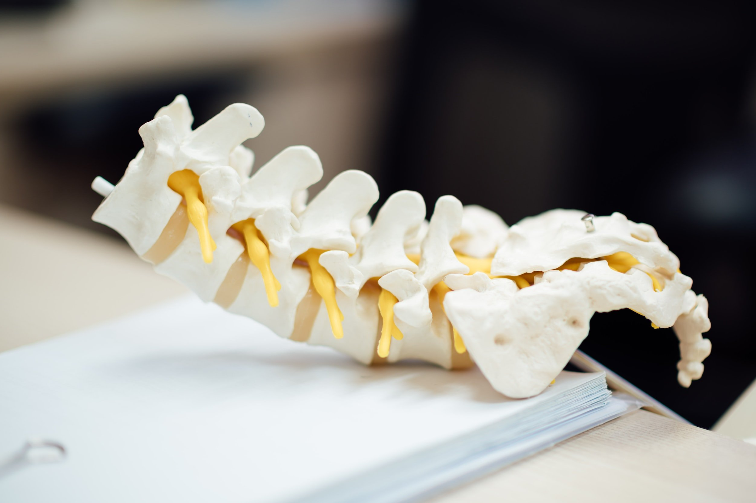 Stevenson Chiropractic Clinic logo